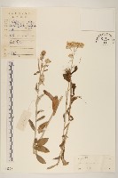 紅面番藏品圖，第1張