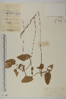 香鬼督郵藏品圖，第1張