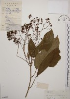 大青藏品圖，第1張