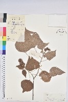 登錄號:S044240藏品圖，第1張