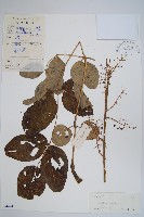 蔥木藏品圖，第1張