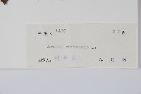 蔥木藏品圖，第2張