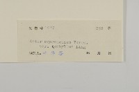 卵葉紫菀藏品圖，第3張