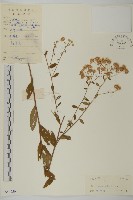 山白蘭藏品圖，第1張