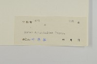 山白蘭藏品圖，第3張
