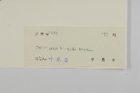 南華南蛇藤，青江藤藏品圖，第3張