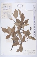 尖葉四照花藏品圖，第1張