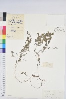 葉下珠、珠仔草藏品圖，第1張