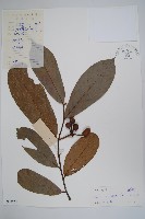 紫玉盤藏品圖，第1張