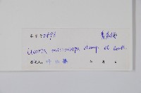 紫玉盤藏品圖，第2張