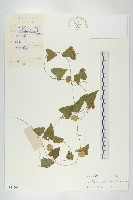 馬交兒藏品圖，第1張