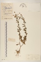 雞兒腸藏品圖，第1張