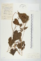 飛蛾藤藏品圖，第1張