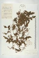 絞股藍藏品圖，第1張