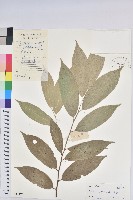 雲南銀柴藏品圖，第1張