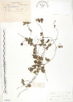 館號:S044288藏品圖，第1張