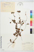 登錄號:S044288藏品圖，第2張
