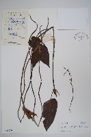 帘子藤藏品圖，第1張