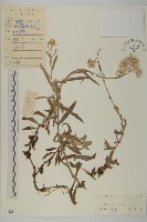 香青藏品圖，第1張