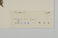 香青藏品圖，第3張