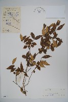蕊帽忍冬藏品圖，第1張