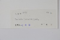 心葉秋海棠藏品圖，第2張