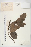 桃葉珊瑚藏品圖，第1張
