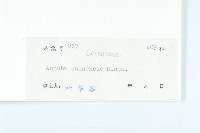 桃葉珊瑚藏品圖，第3張