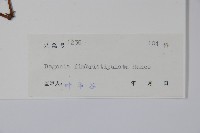 紫背天葵藏品圖，第2張