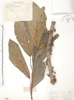 豬母乳、水同木藏品圖，第1張