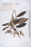 羊耳菊藏品圖，第1張