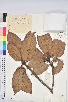 橿葉柯藏品圖，第1張