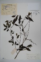 登錄號:S044336藏品圖，第1張