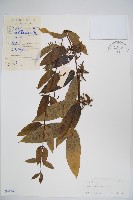 大花忍冬藏品圖，第1張