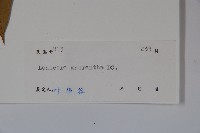 大花忍冬藏品圖，第2張