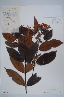 茶藤藏品圖，第1張