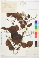 麥氏鐵線蓮藏品圖，第2張