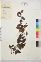 多葉勾兒茶藏品圖，第1張