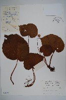 卷毛秋海棠藏品圖，第1張