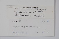 卷毛秋海棠藏品圖，第2張