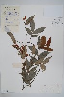 廣西野獨活藏品圖，第1張