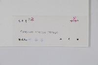 廣西野獨活藏品圖，第2張