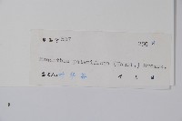 野靛棵藏品圖，第2張