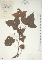 楓香、楓樹藏品圖，第1張