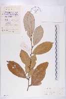 胡頹子藏品圖，第1張