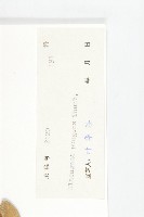 胡頹子藏品圖，第3張