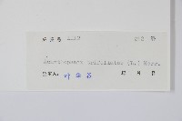 三葉五加、三加皮藏品圖，第2張