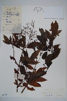 冇骨消藏品圖，第1張