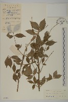 衛矛藏品圖，第1張