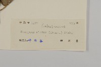 衛矛藏品圖，第3張